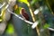 Serene photo of a Little Cuckoo bird enjoying the sun rays of early morning.