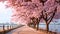 A serene and picturesque view of a row of cherry blossom trees lining a sidewalk alongside a calm body of water, Cherry blossom