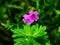 Serene Pink Blossom in Green Shadows