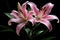 Serene Pink lilly. Generate Ai