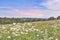 Serene pink summer sunrise over chamomile meadow on slope of hill