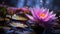 Serene pink water lily in the rain with copy space and tranquil water reflection