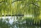 A serene pond framed by weeping willow trees, their branches gently touching the water.