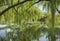 A serene pond framed by weeping willow trees, their branches gently touching the water.