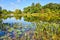 Serene Pond with Lily Pads and Green Foliage, Botanic Garden Tranquility