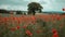 Serene Poppy Field in Full Bloom, Nature's Beauty Unleashed. Vibrant Red Flowers Amidst Greenery. Perfect for Wall