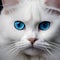 A serene portrait of a white Persian cat with captivating blue eyes1