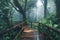 Serene rainforest scene with a picturesque wooden bridge on Ang Ka