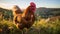 Serene Rhode Island Red Chicken Grazing on Vibrant Pasture