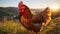 Serene Rhode Island Red Chicken Grazing on Vibrant Pasture