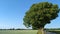 Serene rural landscape featuring a road lined with green trees.