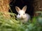 Serene Sanctuary: Cozy Burrow Retreat for a Cute Rabbit