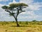 Serene Savanna: Vast Grassland with Majestic Tree