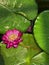 Serene scene of nut-bearing lotus (Nelumbo nucifera) floating in a tranquil pond