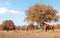 Serene scene of three horses grazing in au