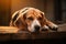 Serene scene, veteran beagle rests with head upon its paws
