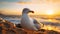 Serene Seagull: Majestic Cliffside Sunset Capture