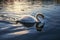 Serene seascape a swans swim in a lake at sunset