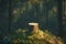 Serene setting wooden table podium standing alone in the forest