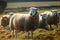 Serene Sheep Grazing on Lush Pasture Farm in the Countryside. created with Generative AI