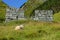 A Serene Sheep Resting in the Grass by a Stone Wall