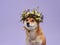 A serene Shiba Inu sports a wreath of spring blossoms