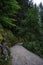 Serene shot of a peaceful rural road winding through a vibrant and verdant forest