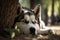 Serene Siberian Husky chilling under tree shade with tongue out - generative AI