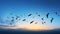 Serene Silhouettes: Birds\\\' Flight Captured in the Endless Sky