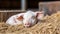 A serene small piglet peacefully sleeps on a bed of hay. Generative AI