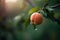 Serene Snapshot of a Lush Peach Nestled in a Fruit Tree on a Sunny Day