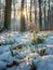 A serene snowy landscape showing snowdrops emerging from the melting snow under misty forest trees.