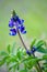 Serene Spring Lupine