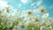 Serene Spring Meadow: Blossoming Daisies on Blurred Background under Blue Sky