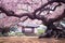 Serene Springtime: Cherry Blossom Tree in Japanese Garden