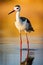 Serene Stilt Bird at Sunset: A Beautiful Reflection on Calm Waters - Generative AI