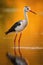 Serene Stilt Bird at Sunset: A Beautiful Reflection on Calm Waters - Generative AI