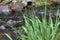 a serene stream with grass and rocks