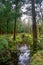 Serene stream meandering through lush vegetation on Terceira Island.