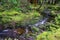 Serene stream meandering through lush vegetation on Terceira Island.