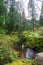 Serene stream meandering through lush vegetation on Terceira Island.