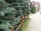 Serene Suburban Street with Row of Blue Spruce Trees Lining Sidewalk. Blurred Background, Daytime