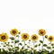 Serene Sunflower Border Pristine Beauty