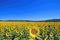 serene sunflower field with a clear blue sky