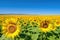 serene sunflower field with a clear blue sky