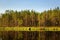 Serene sunny morning forest reflection