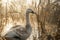 Serene Sunrise Over Wetlands with Elegant Swan Amidst Reeds, Nature\\\'s Beauty in Golden Morning Light