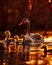 Serene swan family on golden waters at sunset, parent guarding cygnets