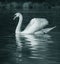 Serene Swan on Lake