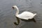 Serene swan reflection in still river with beak open